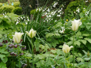 Tulpen und Leucojum aestivum, Garten Karin Brenke-Lehmann