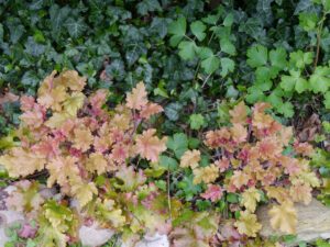 Garten Karin Brenke-Lehmann