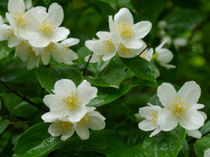 Philadelphus 'Belle Etoile', Pfeifenstrauch, Garten Köhler