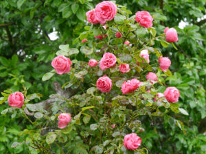 Rosa 'Leonardo da Vinci', Garten Köhler