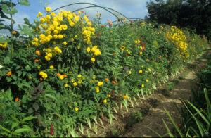 Gelboranges Staudenbeet mit frisch gesetzten Bariris im Vordergrund, Monet-Garten Giverny