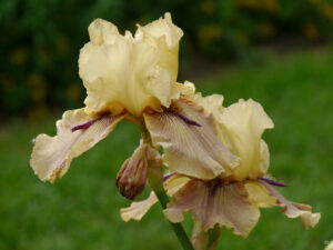 Iris barbata-elatior 'Thornbird'