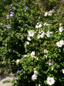 Hibiscus syriacus, als Hecke gezogen, Normandie