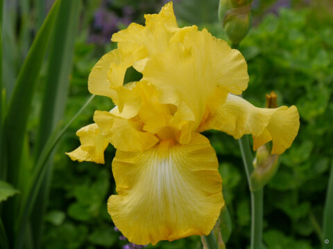 Iris barbata-elatior 'Helen-Boehm'