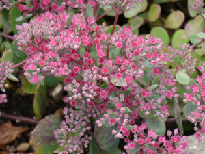 Hylotelephium telephium 'Ruby Glow', (Syn. Sedum), Fetthenne, Wurzerlsgarten