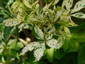 Parthenocissus quinquefolia gelbgrün panaschiert, Netzwerkgarten Eichler