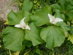 Trillium grandiflorum, Waldlilie, Netzwerkgarten Marita Eichler