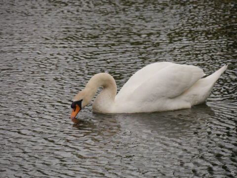 The 'White Swan' im Wassergraben von Th Bishop's Palace and Gardens