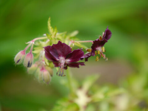 Geranium phaeum, eine Stinzenpflanze in ehemaligen Burg- und Schlossanlagen. 