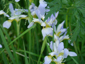 Iris siberica 'Perry's blue', De Houtstek, Thea en Ed van der Hout, Blijham, Groningen, NL