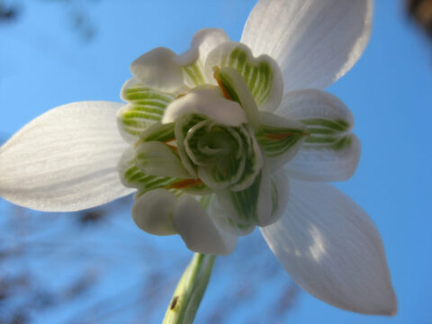 Galanthus nivalis 'Flore Plena', Wurzerlsgarten