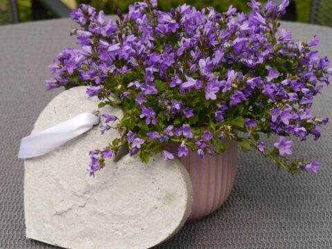 Campanula poscharskyana, als Dekopflanze.