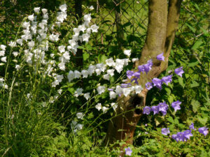 Campanula persicifolia und C. p. 'Alba' in Wurzerlsgarten