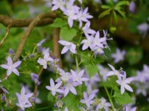 Campanula poscharskyana 'Blauranke', Polster-Glockenblume,
