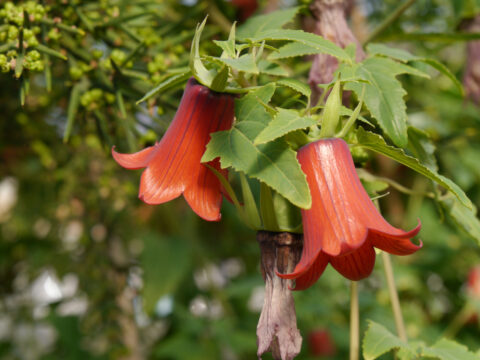 Canarina canariensis in Teneriffa