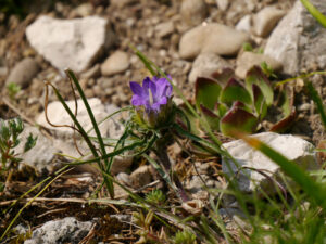 Edraianthus dalmaticus, Dalmatinische Felsenglocke, Bot. Garten München