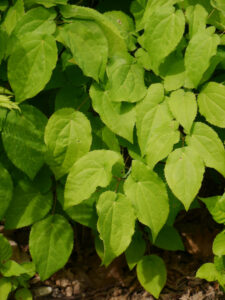 Epimedium alpinum, Alpen-Elfenblume, Weihenstephan, Haselnussquartier Unterpflanzung
