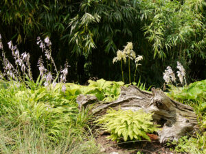 Der Uferbereich ist unterschiedlich gestaltet auf der Mainau