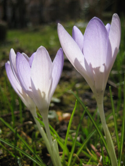 Die Elfenkrokusse blühen auf in Wurzerlsgarten 