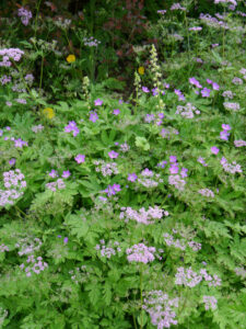 Chaerophyllum hirsutum 'Roseum', The Garden House