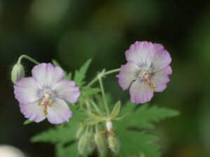 Geranium phaeum Sorte, The Garden House in Yelwerton, Devon