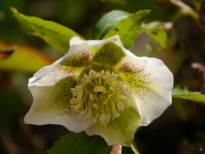 Helleborus Hybride, die Lenzrosen sind dieses Jahr spät dran.