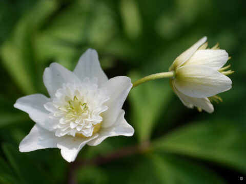 Anemone nemorosa 'Vestal' in Wurzerlsgarten