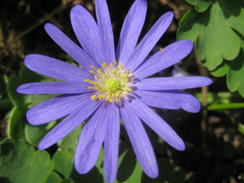 Anemone blanda in Wurzerlsgarten