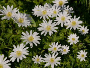Anemone blanda 'White Splendour', Wurzerlsgarten