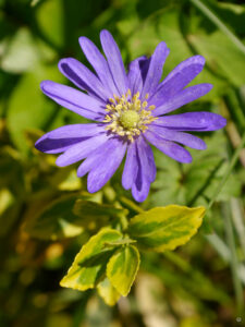 Anemone blanda 'Blue Shades', Wurzerlsgarten