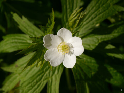 Kanadische Wiesen-Anemone, Anemone canadensis