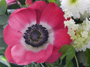 Anemone coronaria 'De Caen', unbekannte Sorte, Wurzerlsgarten