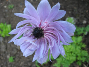 Anemone coronaria 'De Caen', unbekannte Sorte, Wurzerlsgarten