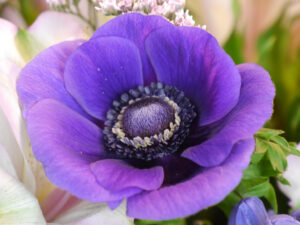 Anemone coronaria 'De Caen', unbekannte Sorte, Wurzerlsgarten