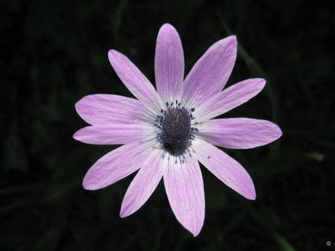 Anemone hortensis, Fundort zwischen Ruinen in Rom. 