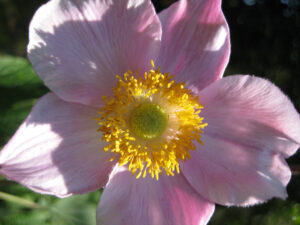 Blüte von Anemone hupehensis in Wurzerlsgarten