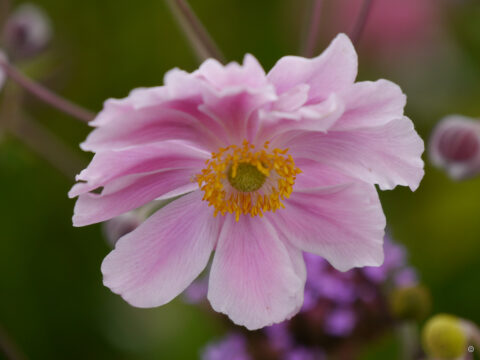 Anemone hupehensis 'Ouvertüre', Wurzerlsgarten