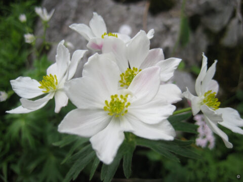 Anemonastrum narcissiflorum