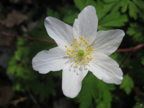 Anemone nemorosa, das Buschwindröschen in Wurzerlsgarten