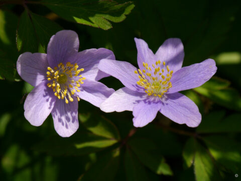 Anemone nemorosa 'Robinsoniana'