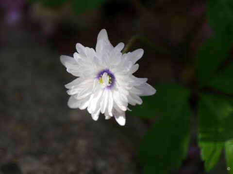 Anemone nemorosa 'Blue Eyes', in Wurzerlsgarten