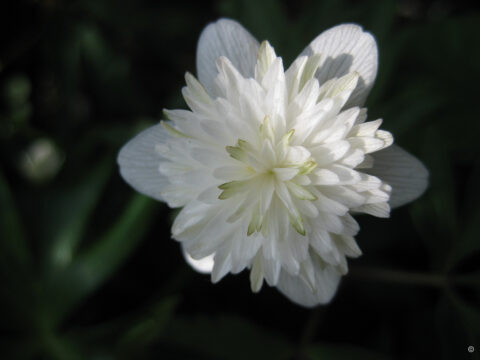 Anemone nemorosa 'Vestal' in Wurzerlsgarten