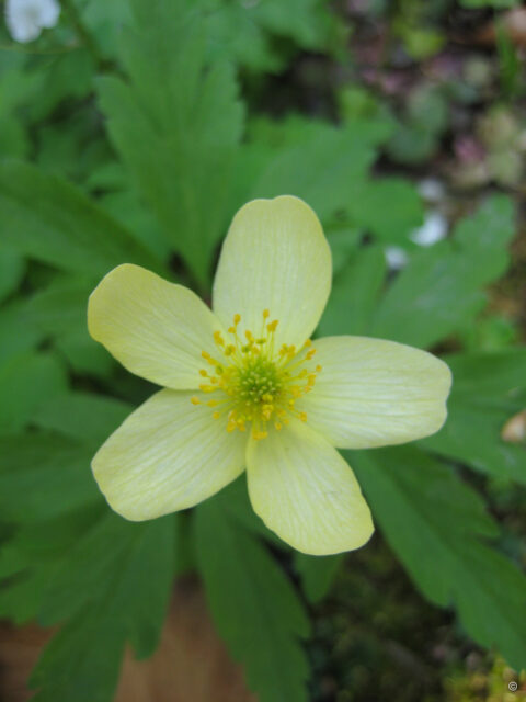 Anemone ranunculoides, das gelbe Buschwindröschen