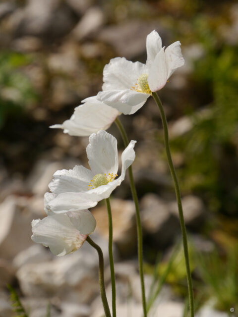 Anemone sylvestris, Großes Windröschen