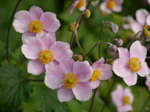 Anemone tomentosa 'Robustissima', Filziges Windröschen
