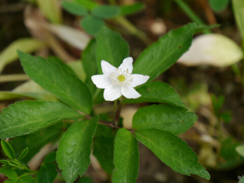 Anemone trifolia, Wurzerlsgarten