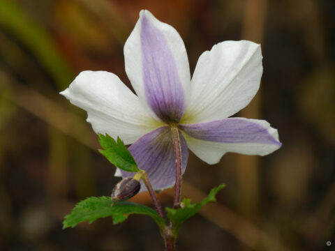 Anemone x cultorum 'Dreaming Swan'