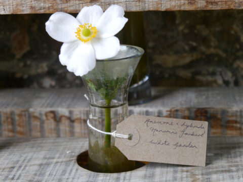 Anemone x japonica 'Honorine Jobert' in Sissinghurst