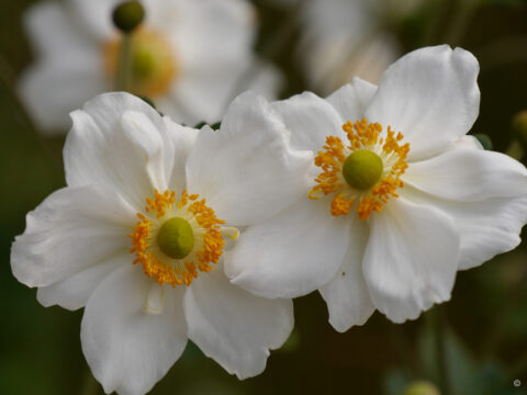 Anemone x japonica 'Honorine Jobert'