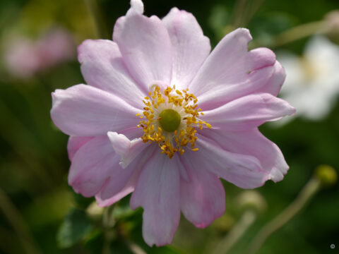 Anemone x japonica 'Königin Charlotte', Wurzerlsgarten